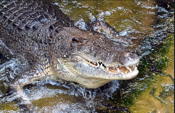 Read more about the article Crocodiles in the Donaukanal