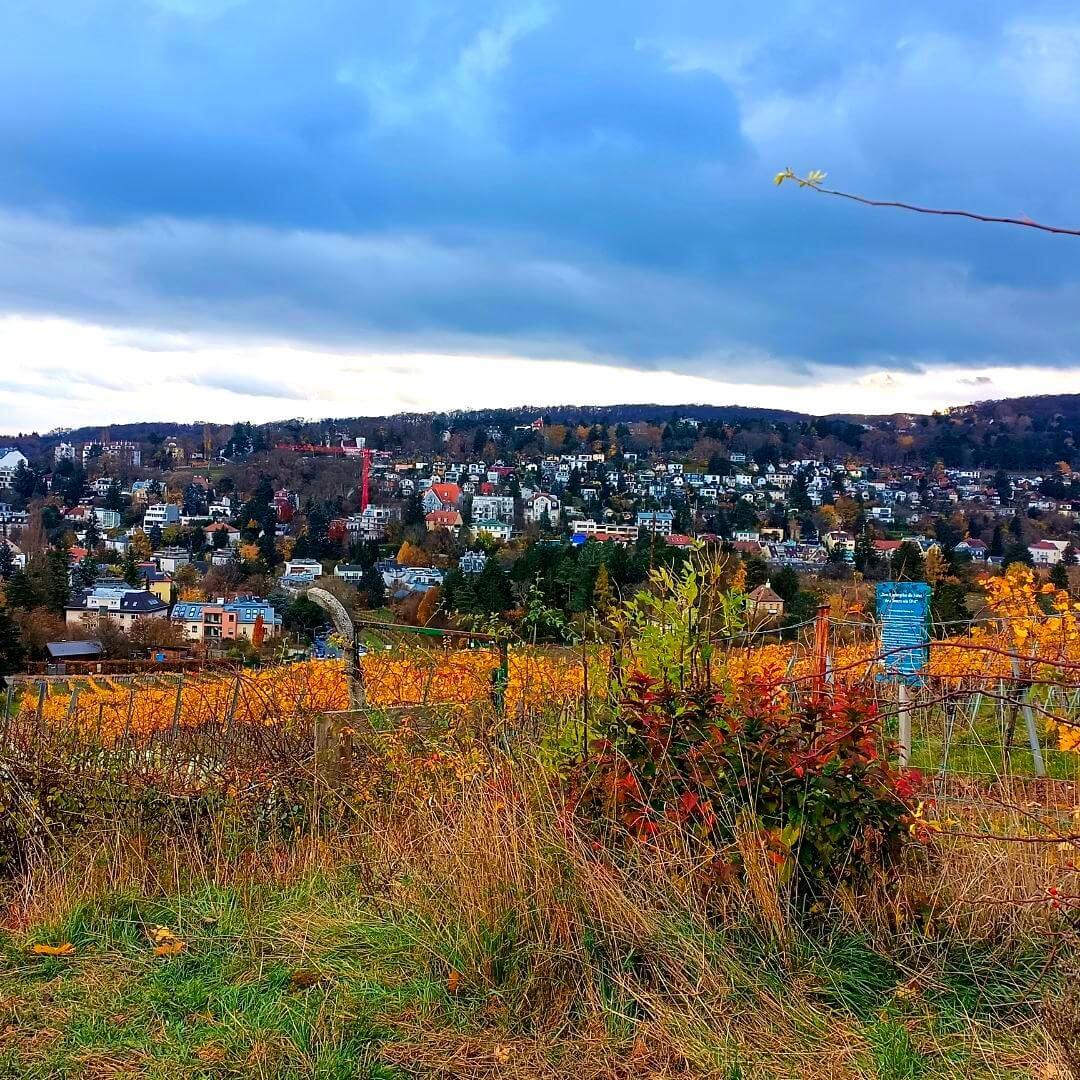 Read more about the article Wien und der Wein – ein Spaziergang durch den 19. Bezirk